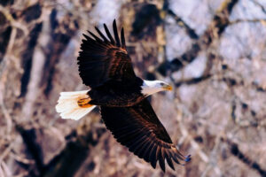 Fly Like an Eagle