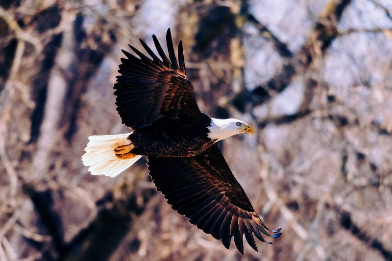 Fly Like an Eagle